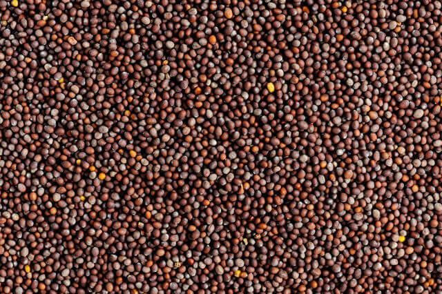 mustard seeds exporter in india